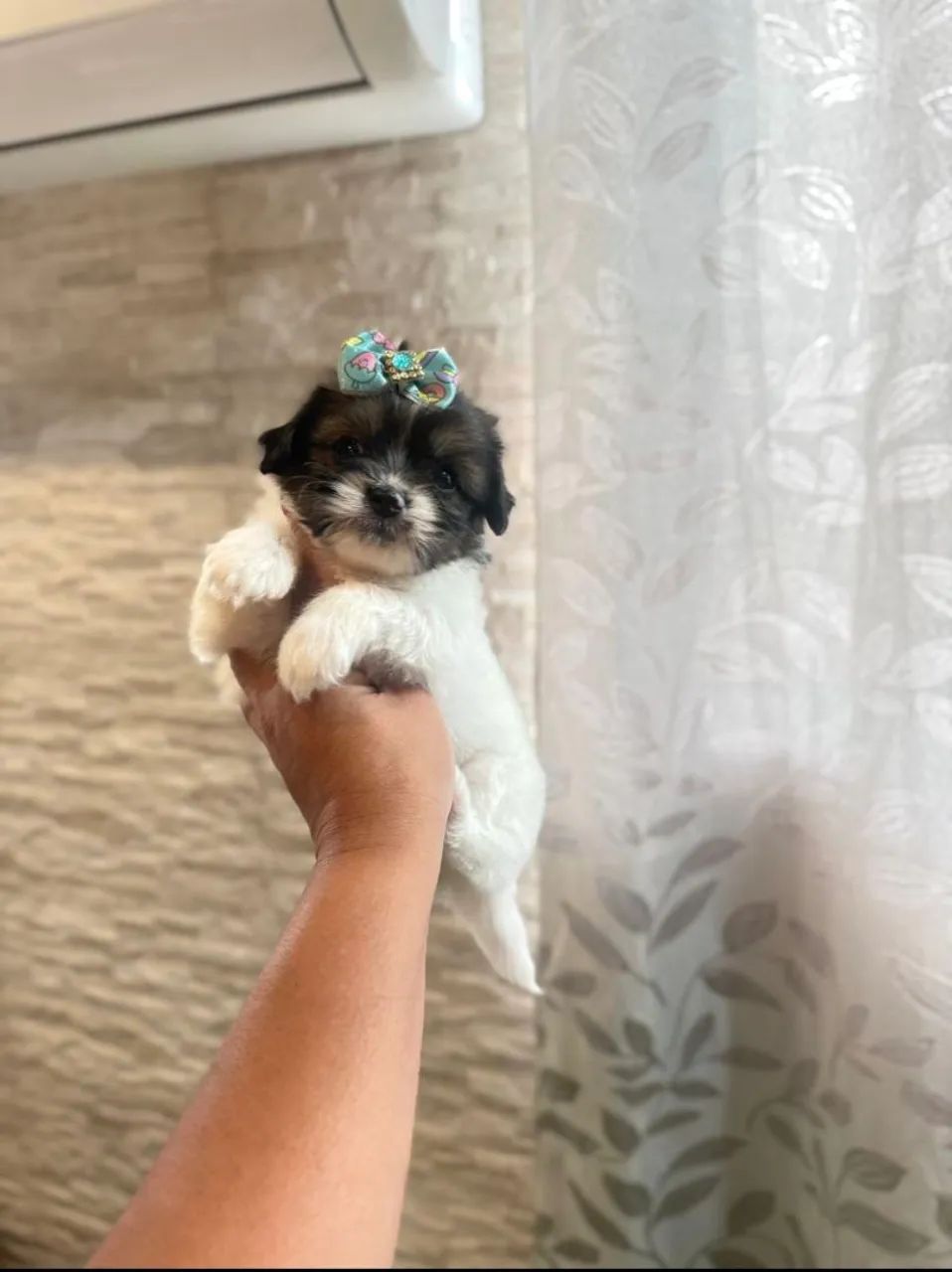 Lhasa Apso 