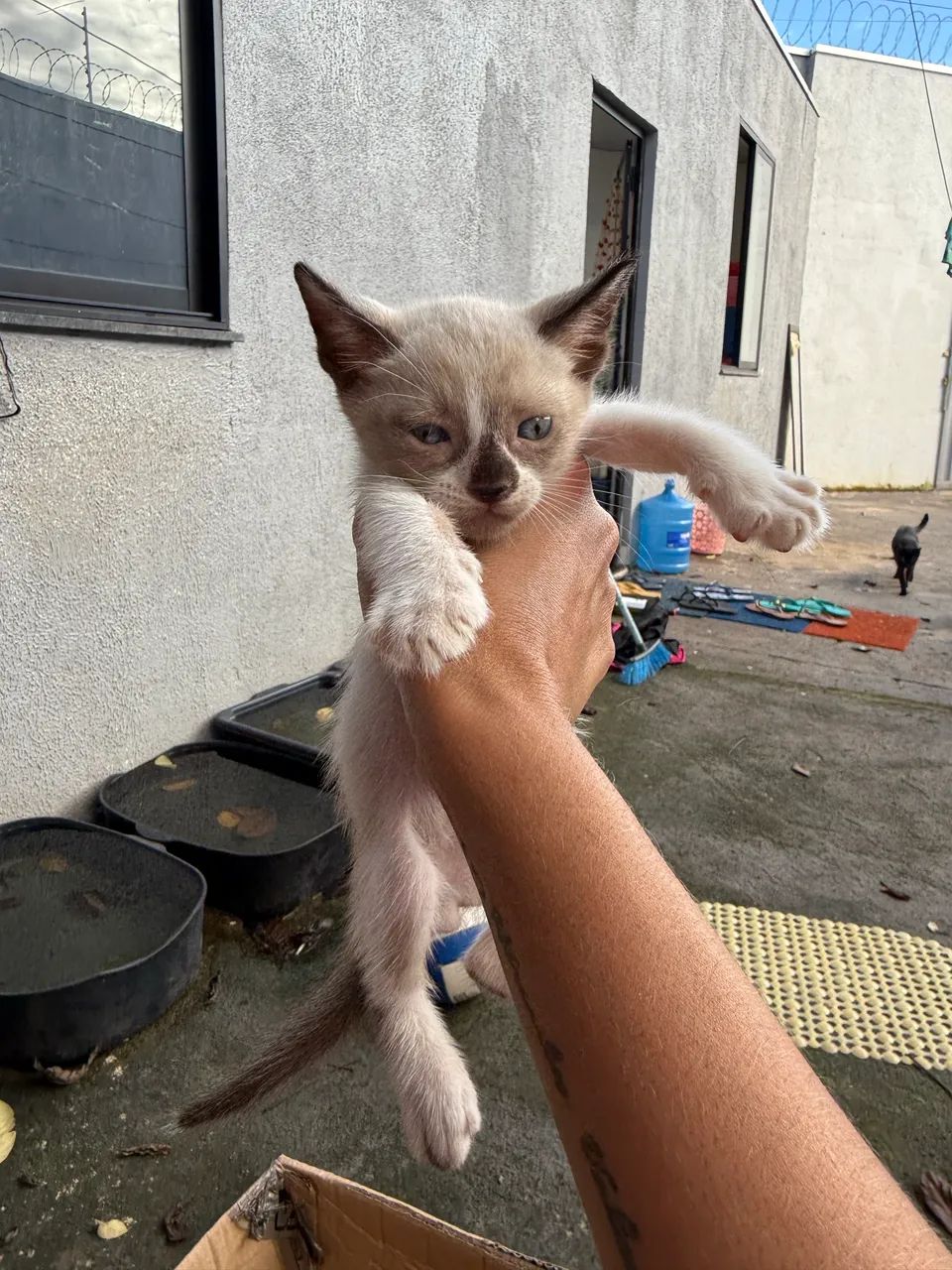 Doação responsável de gatos 