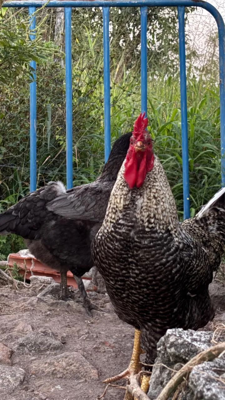 Caipiras e capoeira, novos e bem cuidados. - Foto 5