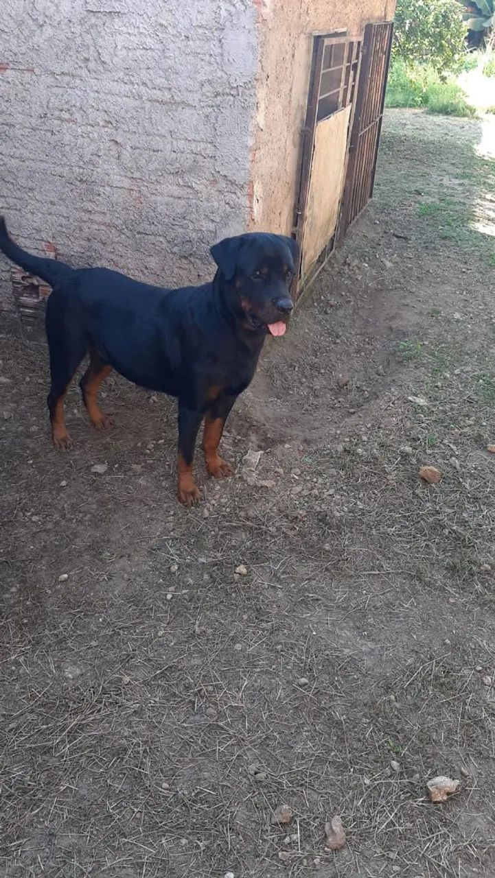 Cachorro rottweiler 600 reais