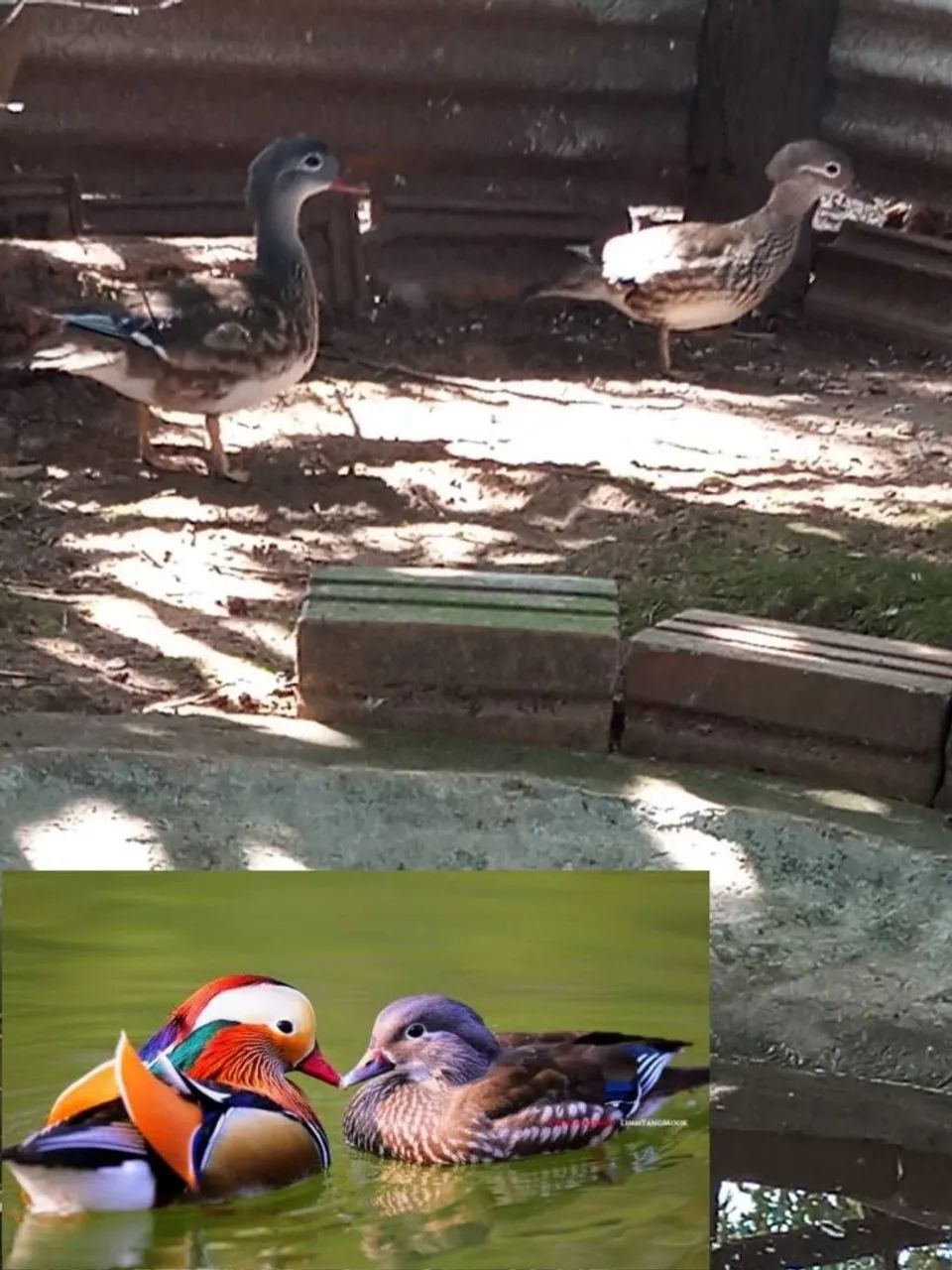 Casal de marrecos Carolina adulto