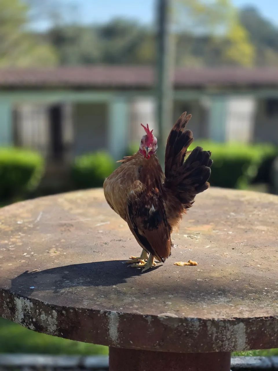 Galo Serama Para Vender, Mansinho - Foto 2