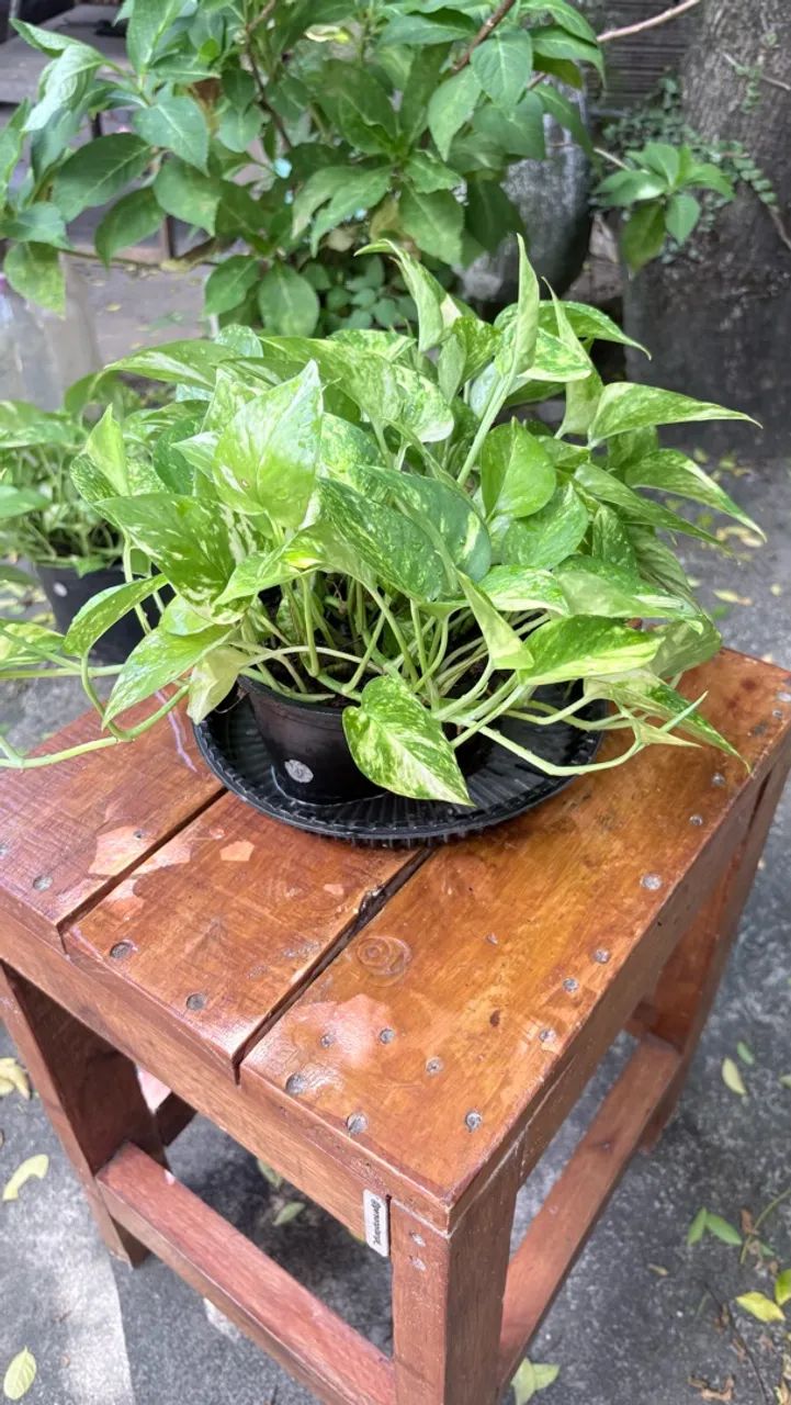 Planta  - Foto 2