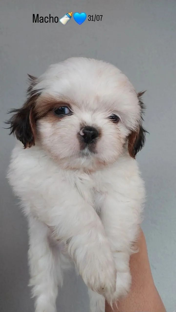 Machinho Shih-tzu 