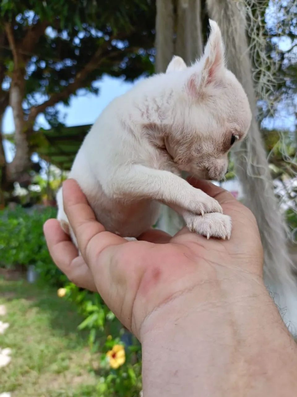 Chihuahua  - Foto 2