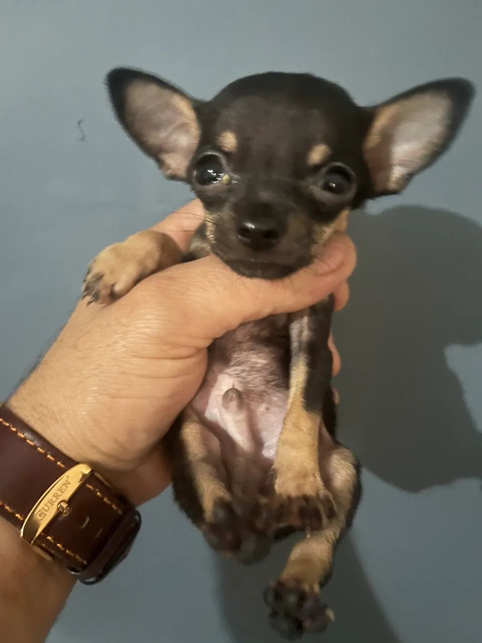 Pinscher zero machinho - Foto 2