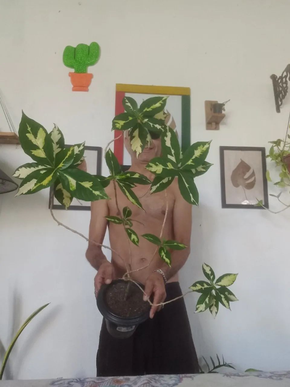 Plantas  - Foto 3