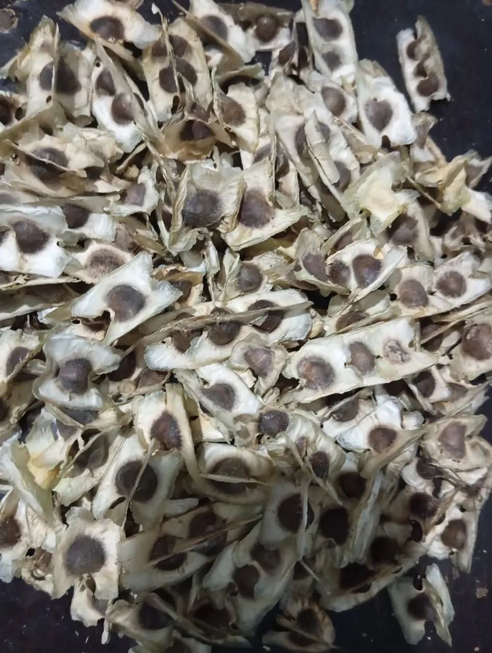 Sementes de moringa 