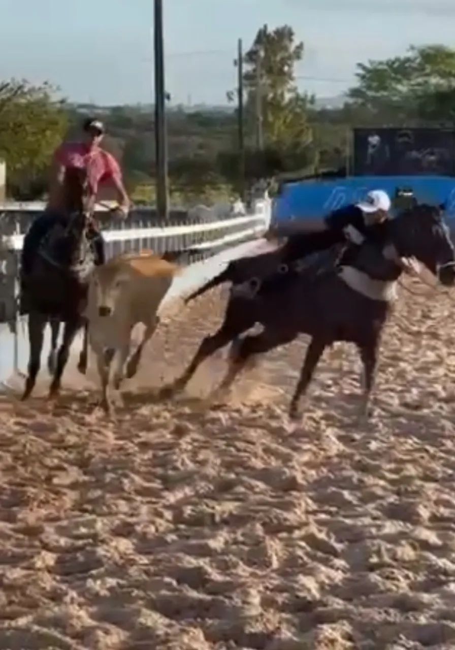 Égua de direita  - Foto 2