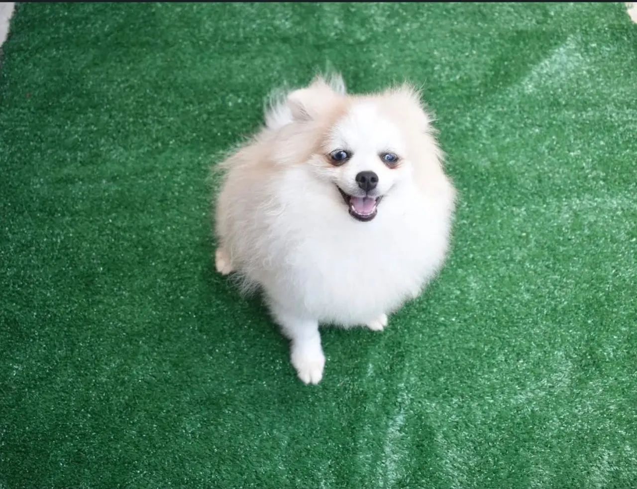 Cachorro para doação 