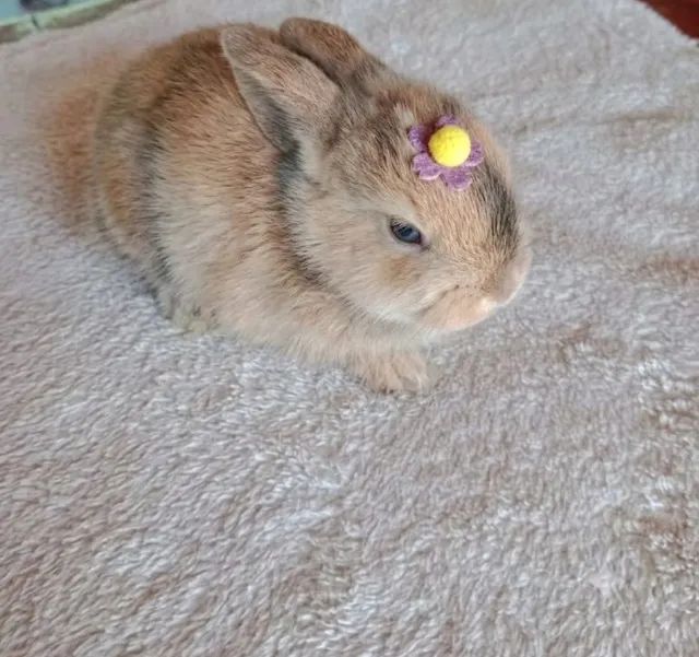 Coelho Mini Lop 