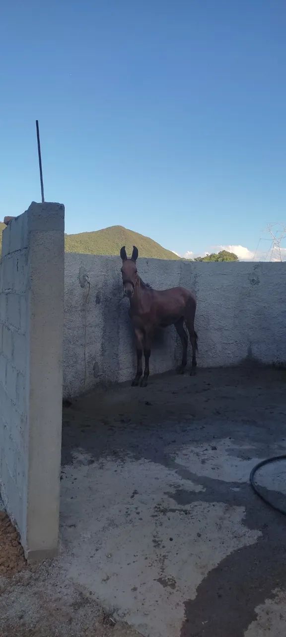 Burro filho do jumento Morro Vermelho  - Foto 2