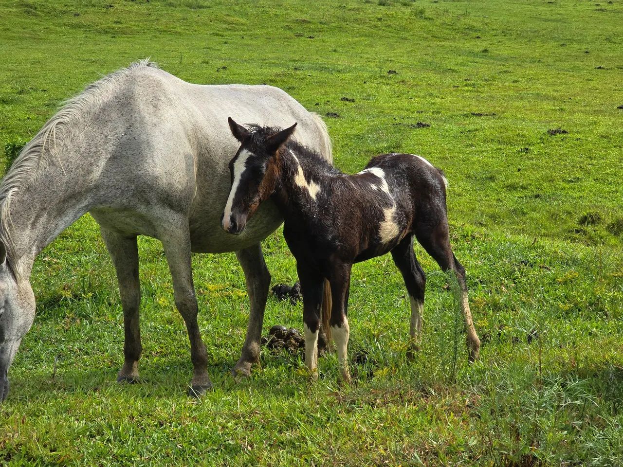 Lindos potros pampas - Foto 5