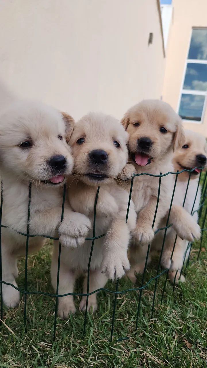 Golden Retriever  - Foto 2