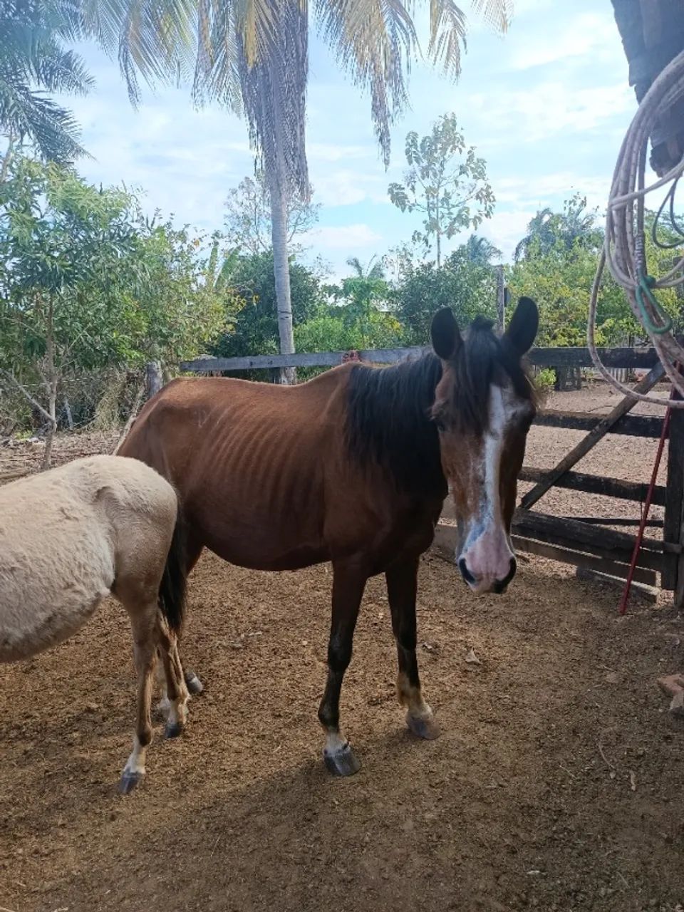 Égua e um potro  - Foto 4