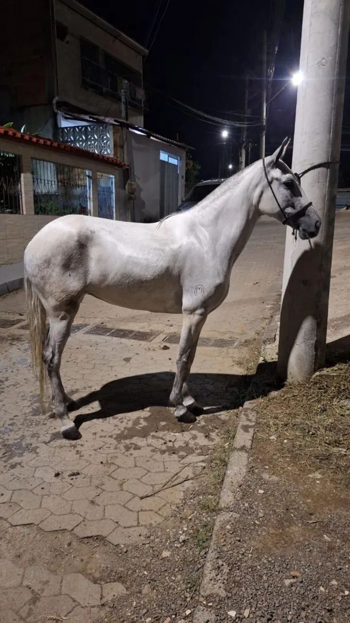 Égua Mangalarga Marchador jovem, registrada. Aceito cartão e pix  - Foto 5