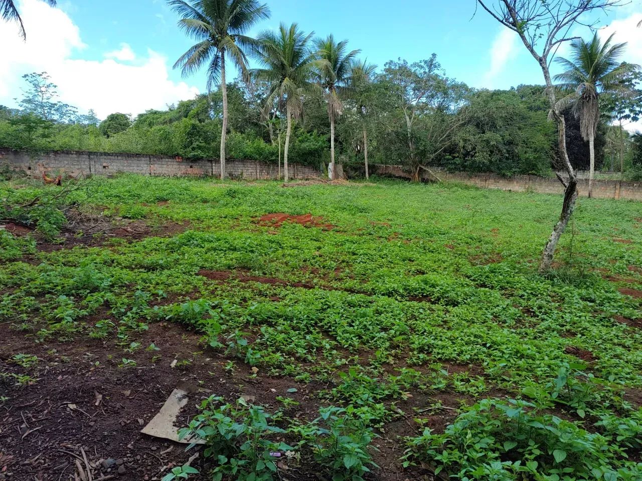 Conceição de Feira chácara com 14.800m² próximo BRs 101 e 324. - Foto 4