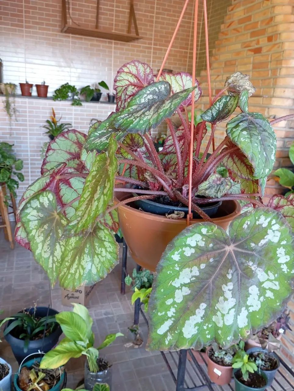 Sementes e plantas  - Foto 5