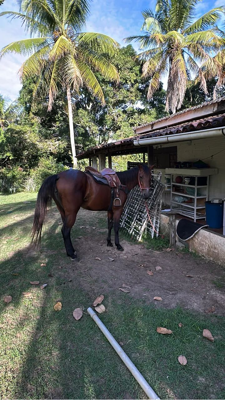 Cavalo - Foto 2
