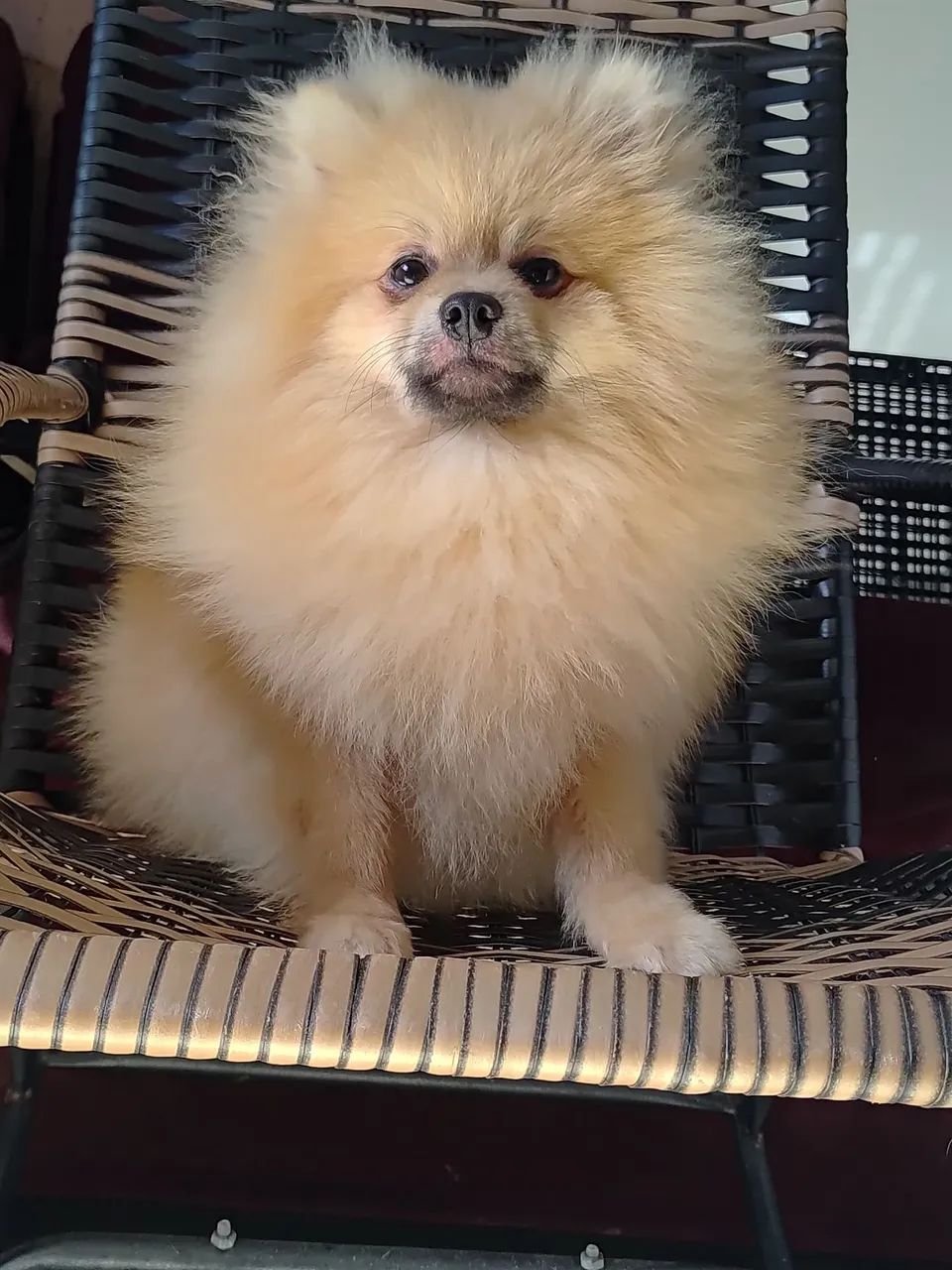 Spitz alemao  - Foto 3