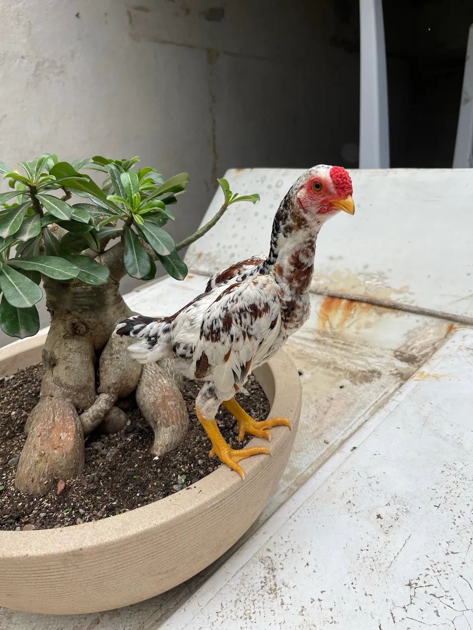 Mini galo - Foto 2