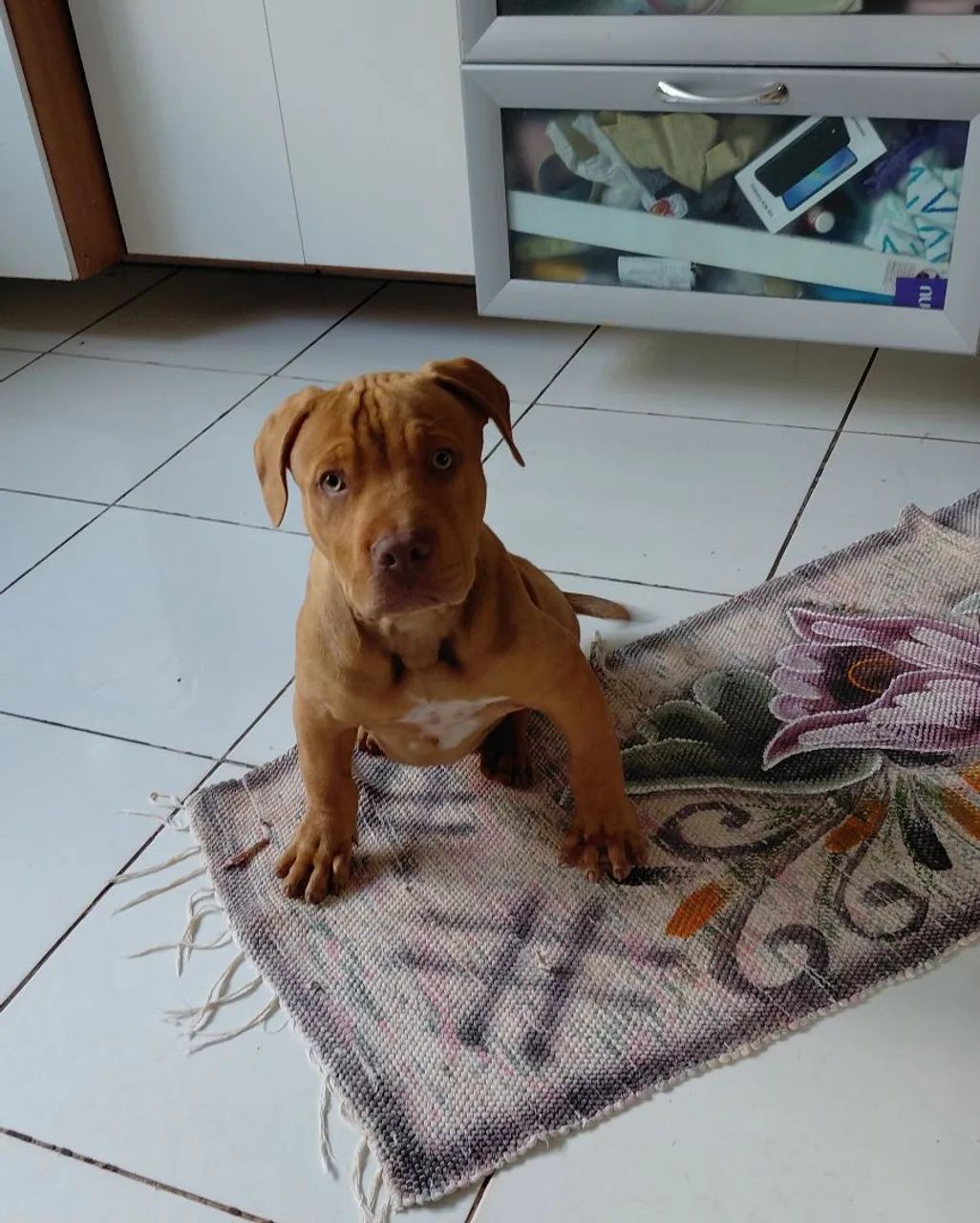 Filhote pitbull 800,00  - Foto 2