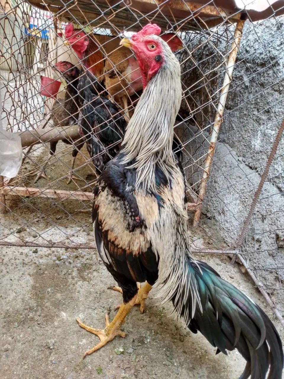 Galos  - Foto 4