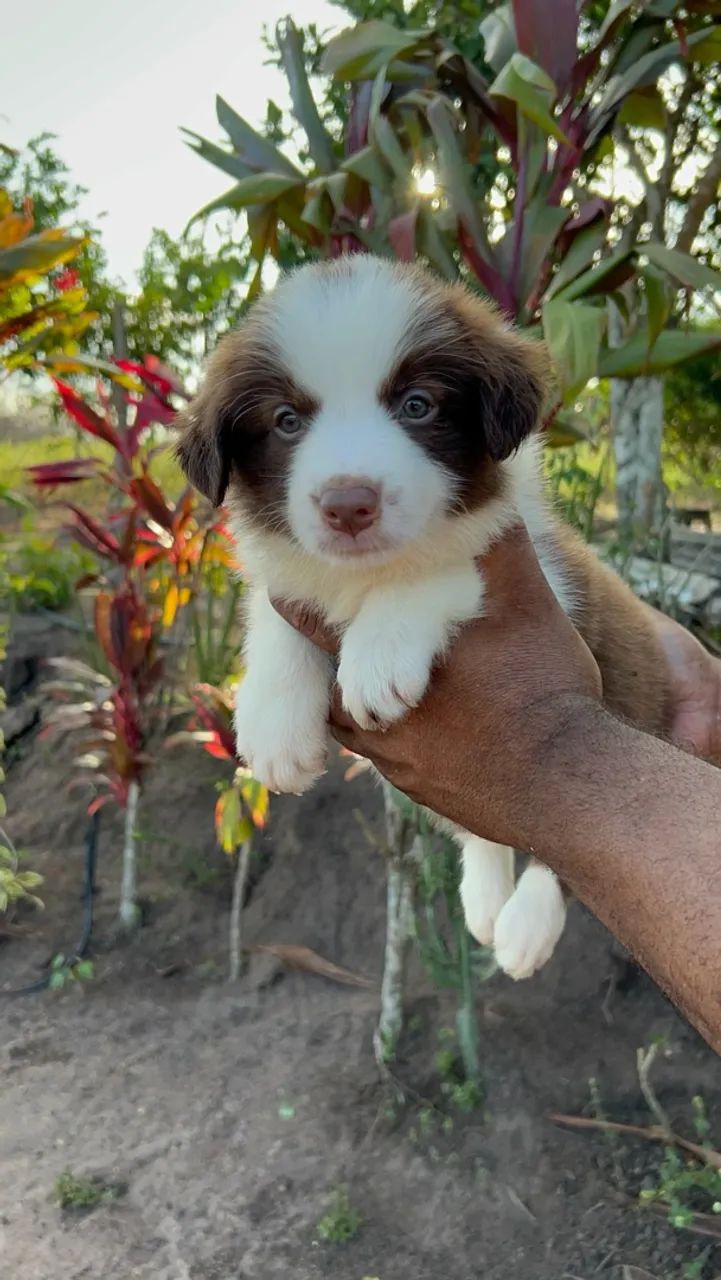 Border Collie  - Foto 5