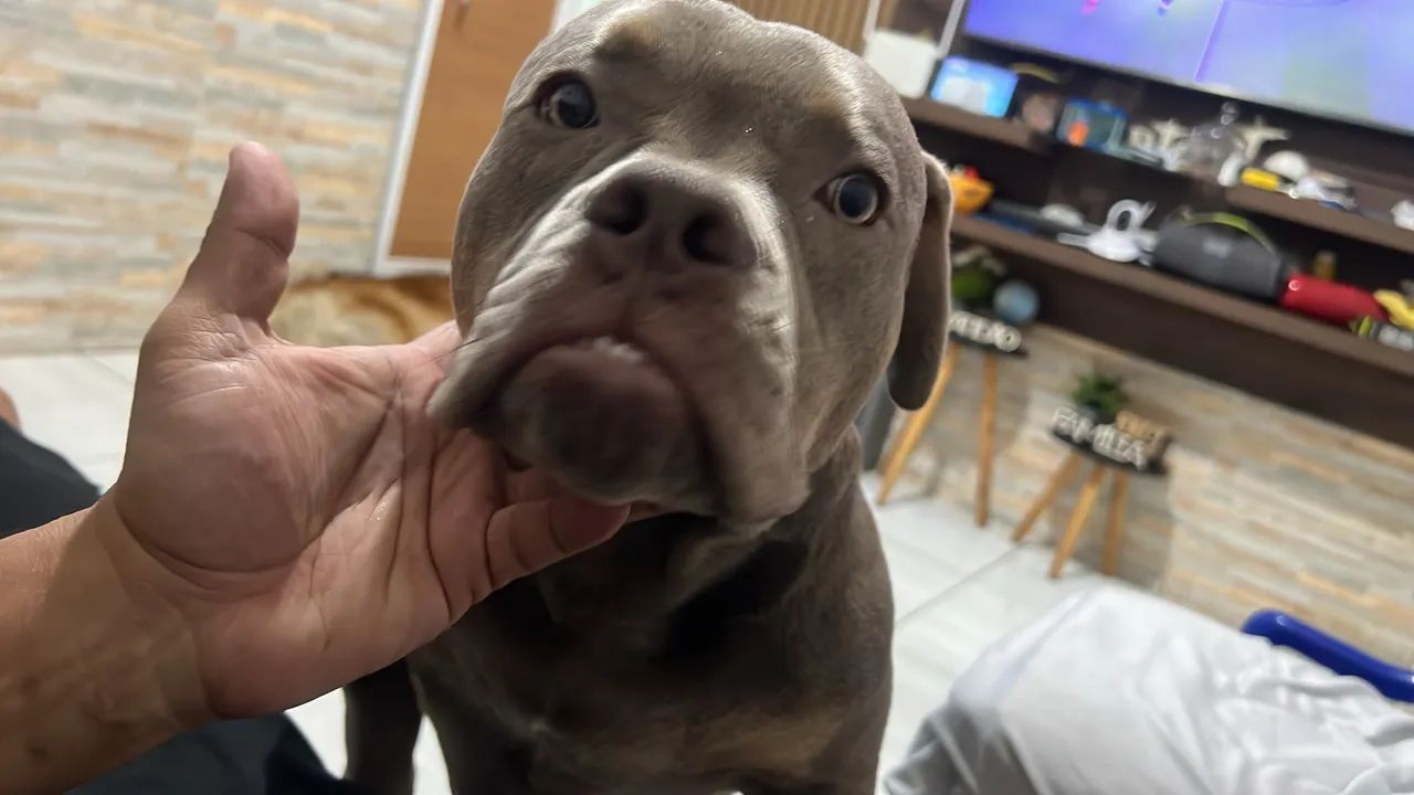 American bully  - Foto 2
