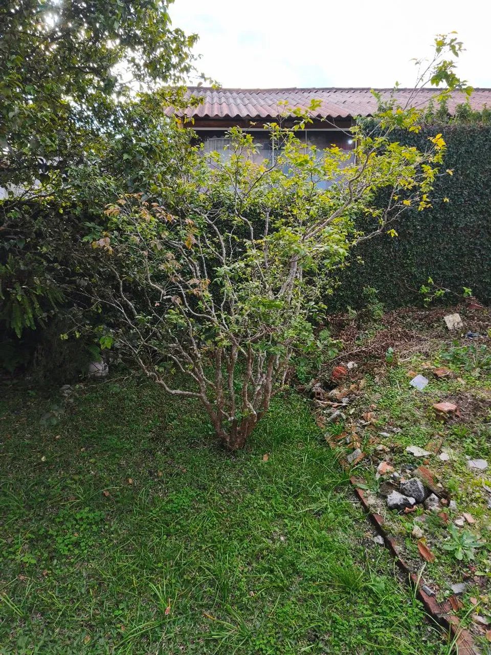 Vende-se jabuticabeira 2m produzindo! (Mas precisa retirar do chão)