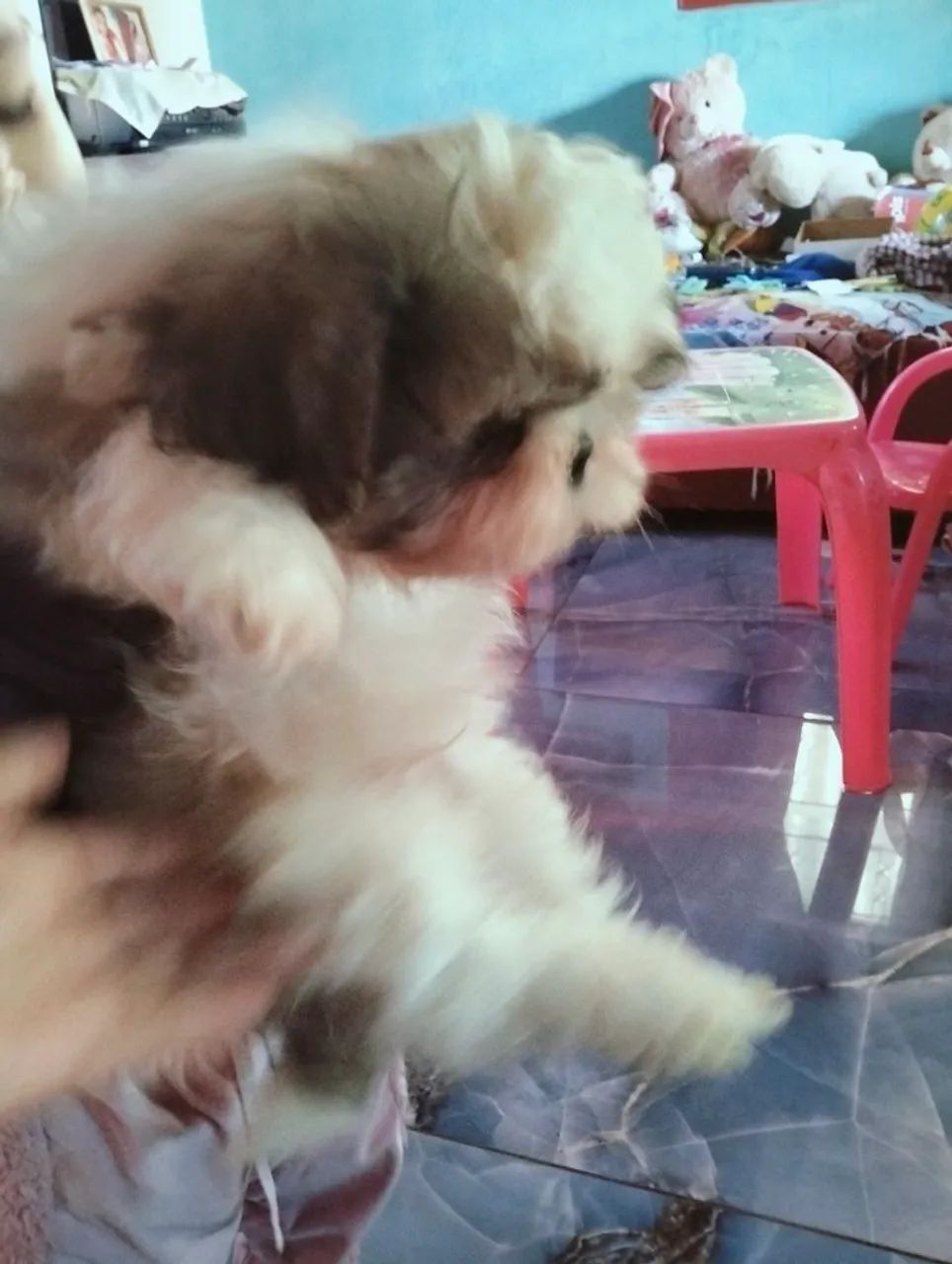 Cachorro Shitzu 