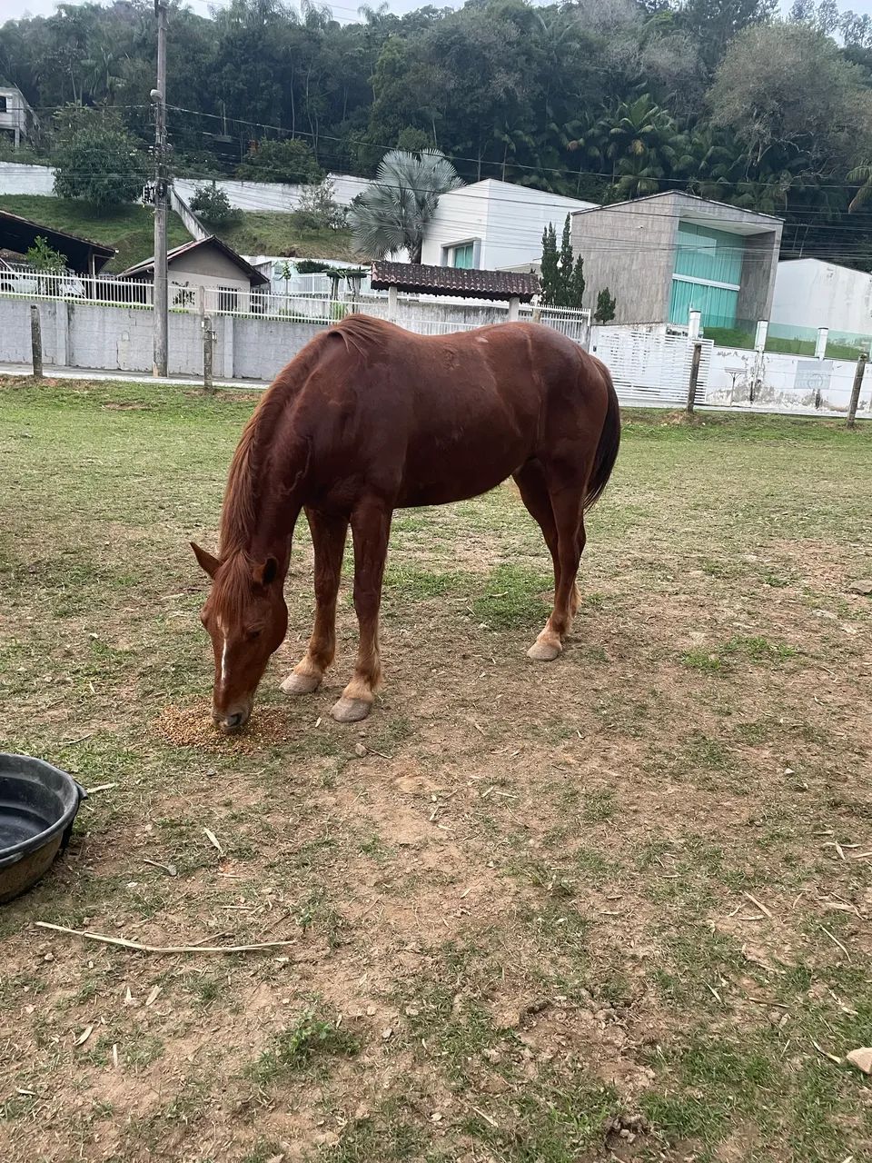 CAVALO QUARTO DE MILHA 