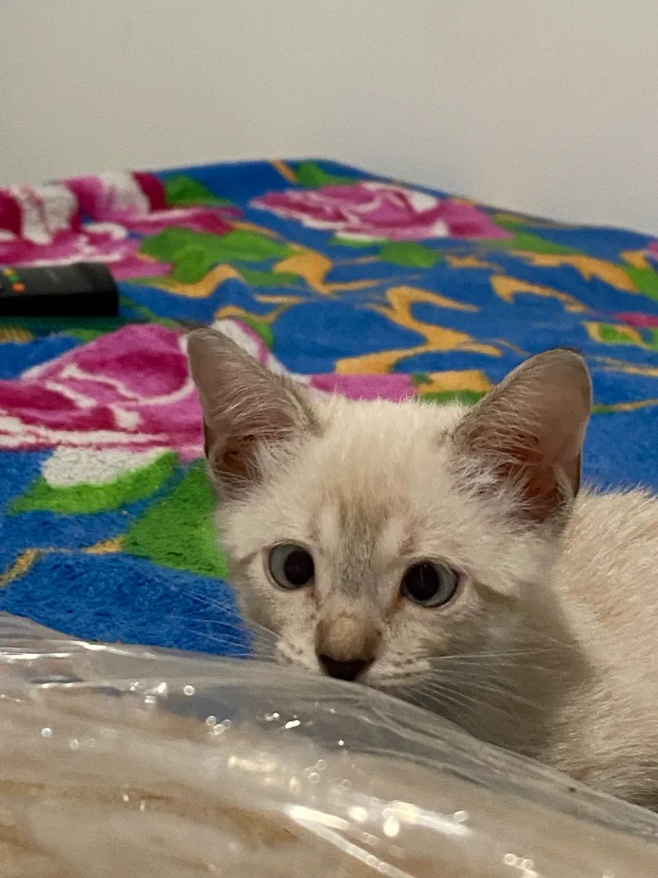 Adoção responsável 