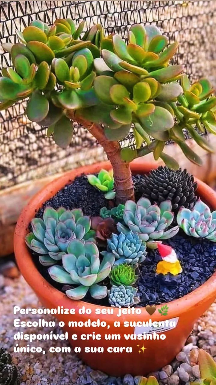 Mudinhas e vasos prontos disponíveis 