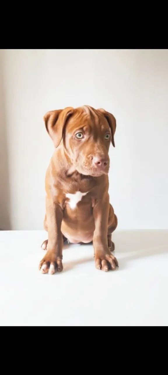 American Pit Bull terrier