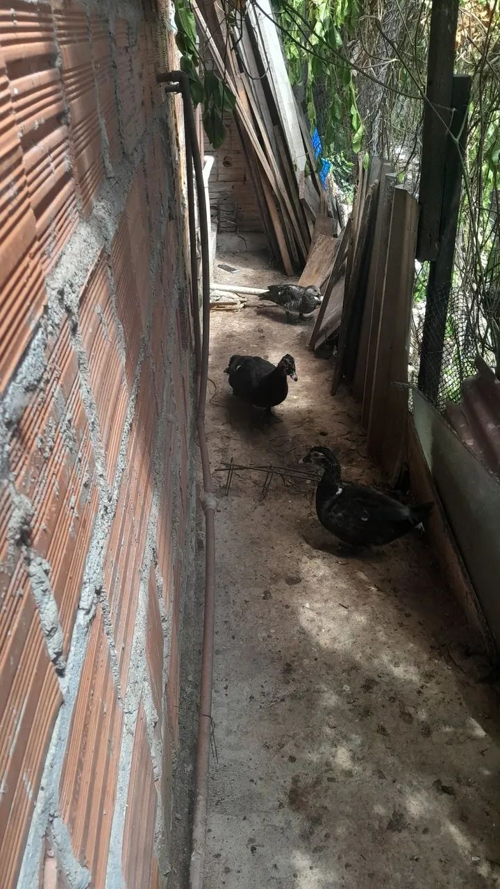 Vendos Patos e frangos - Foto 4
