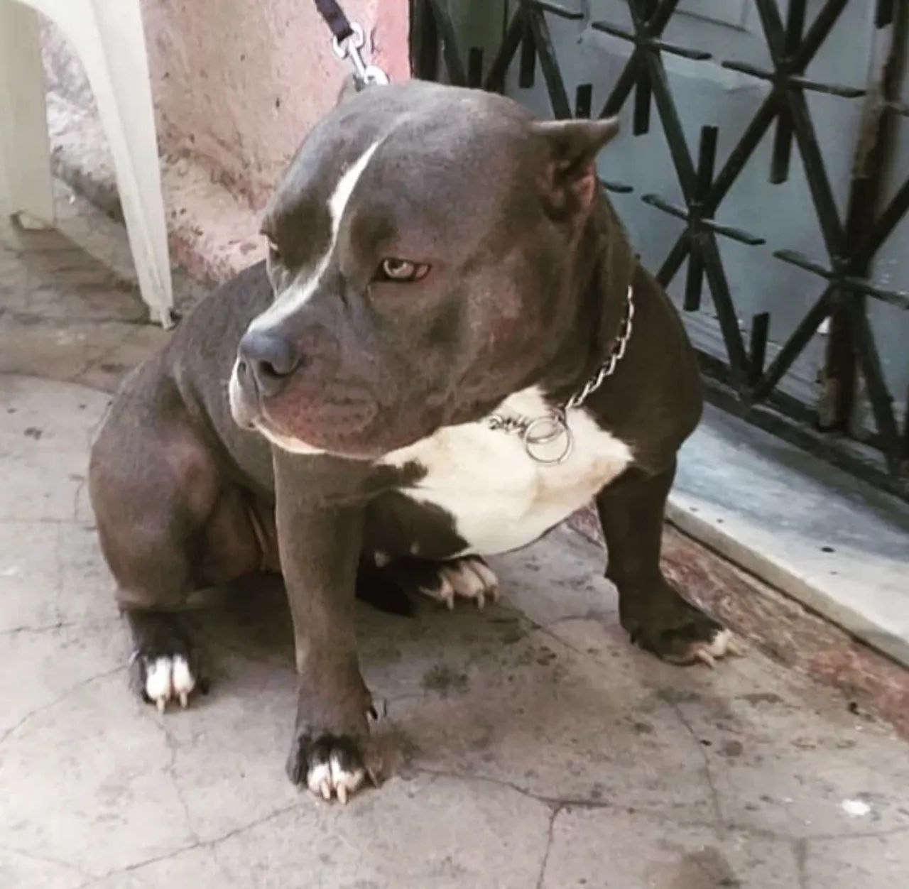 American bully exotic  - Foto 5