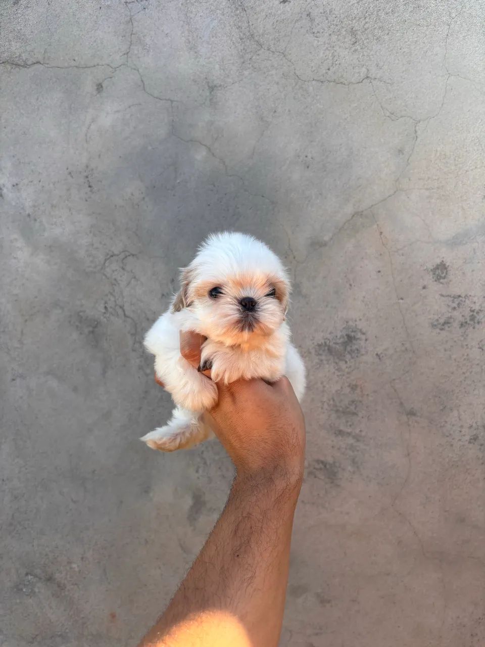 Fêmeas de Shihtzu disponível - Foto 4