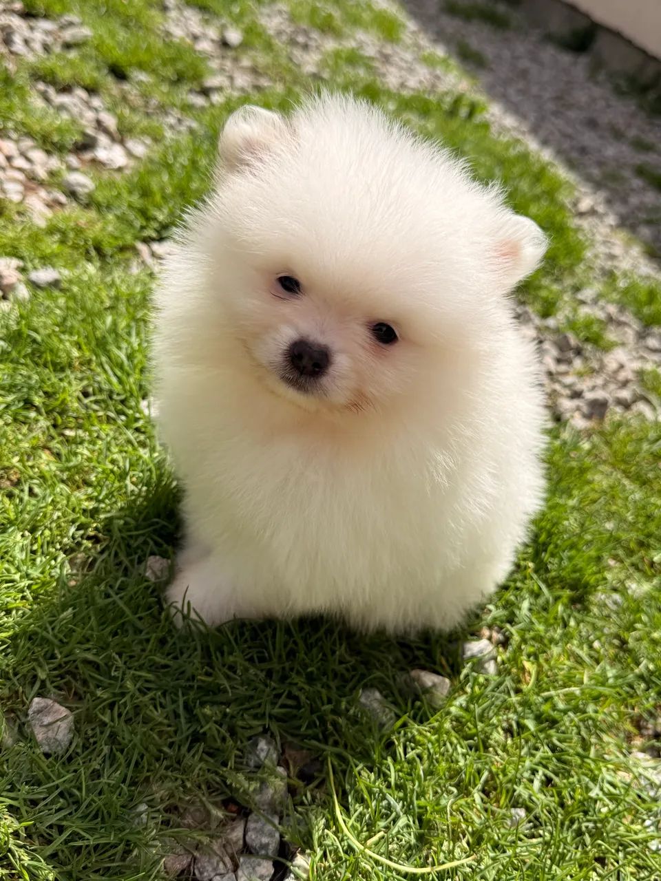 Spitz alemão Lulu da Pomerânia - Foto 2