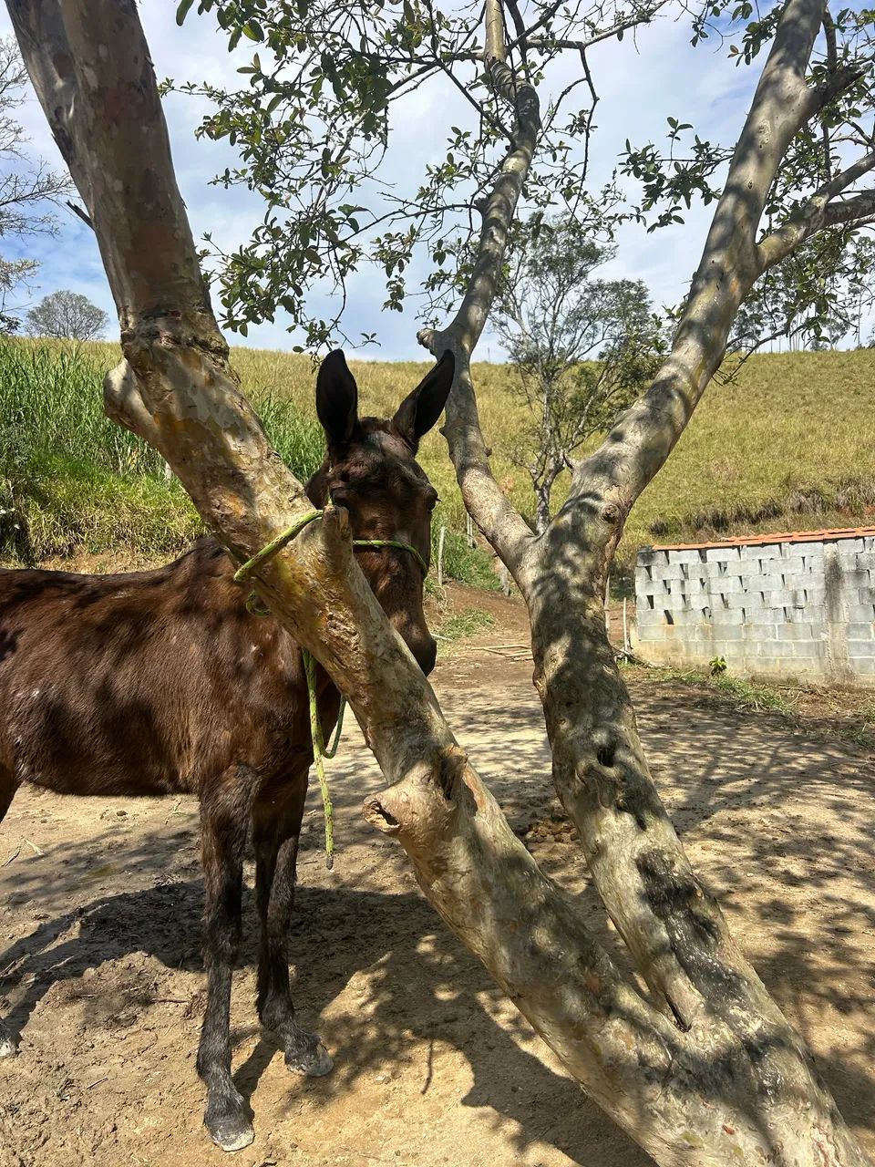 Mula boa de lida é serviço  - Foto 5