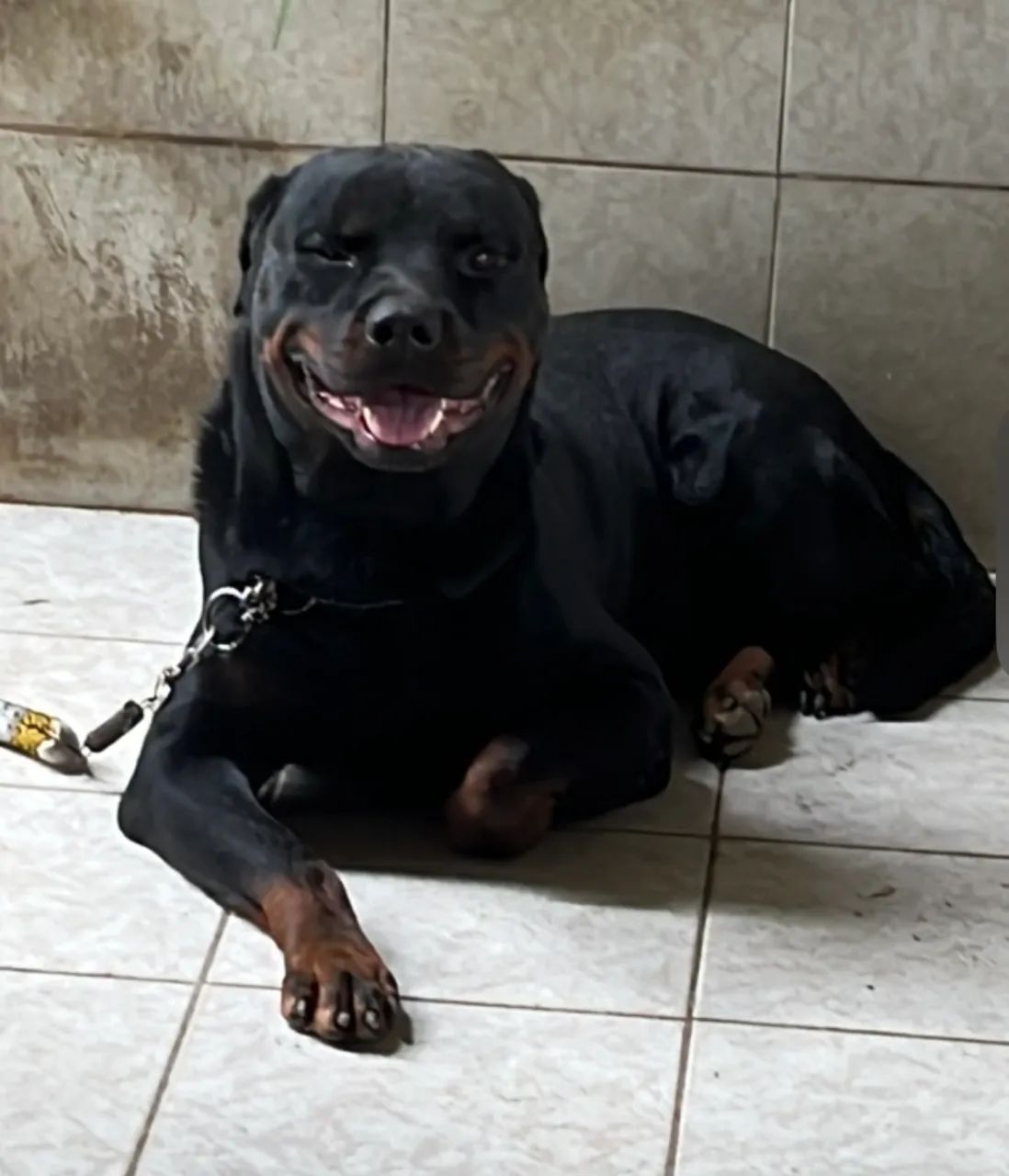 Rottweiler Macho  - Foto 3