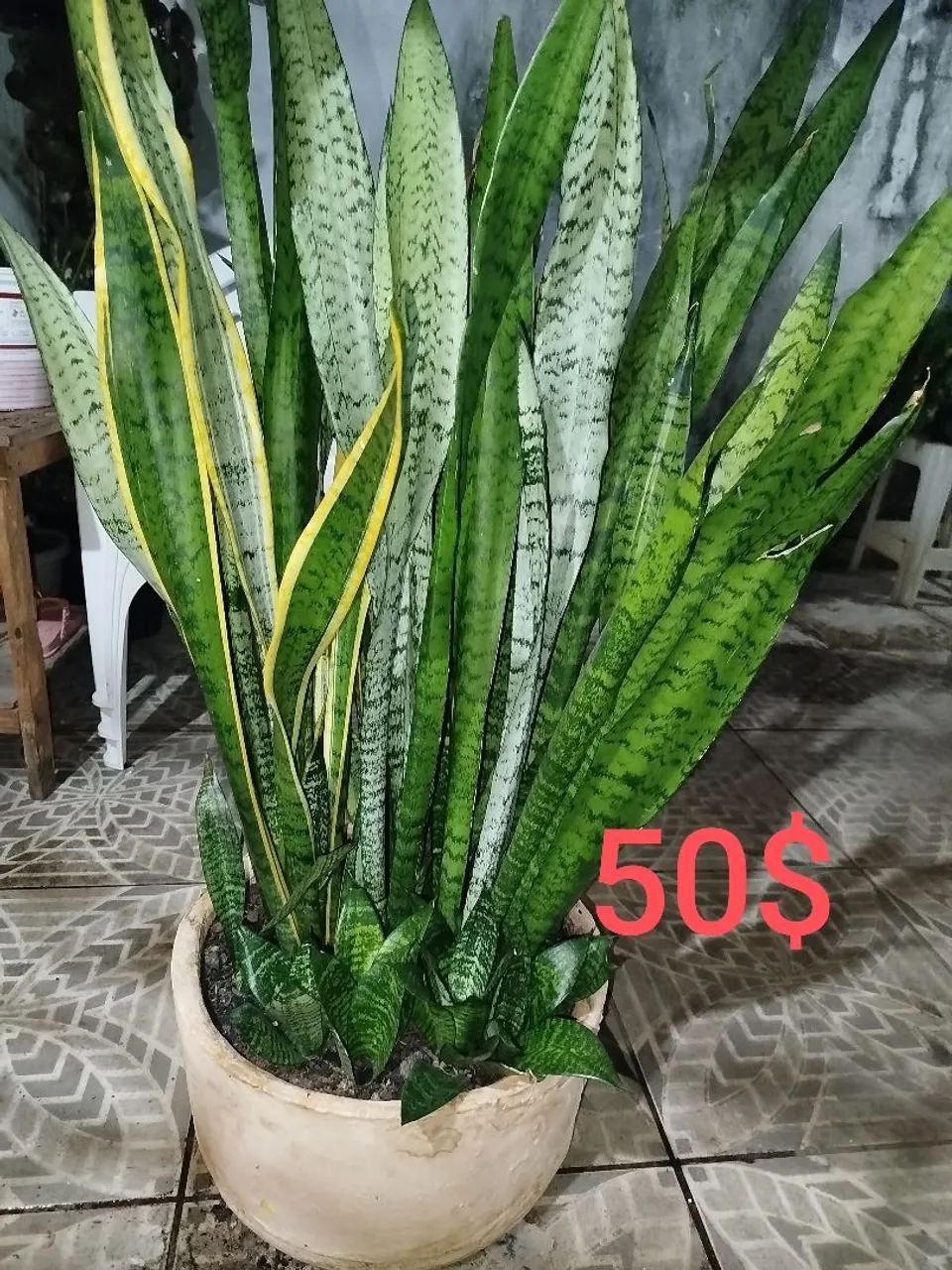 Plantas  - Foto 5