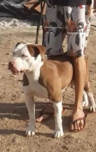 Cachorro ? - Foto 2