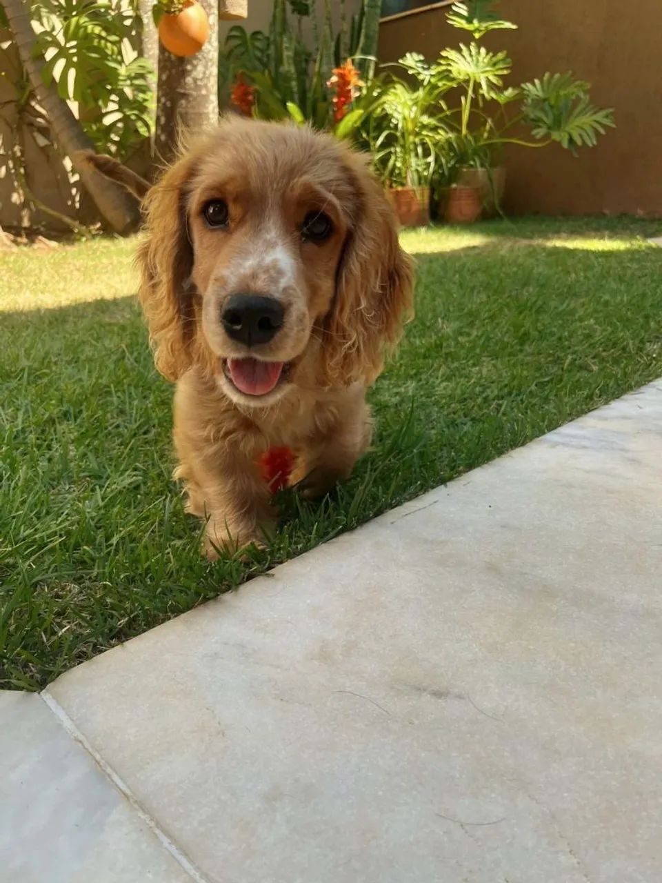 Cocker spaniel americano 