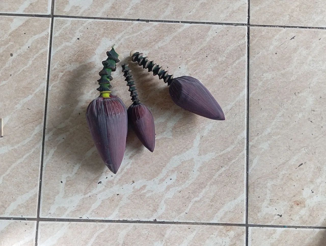 Umbigo de bananeira, três unidades