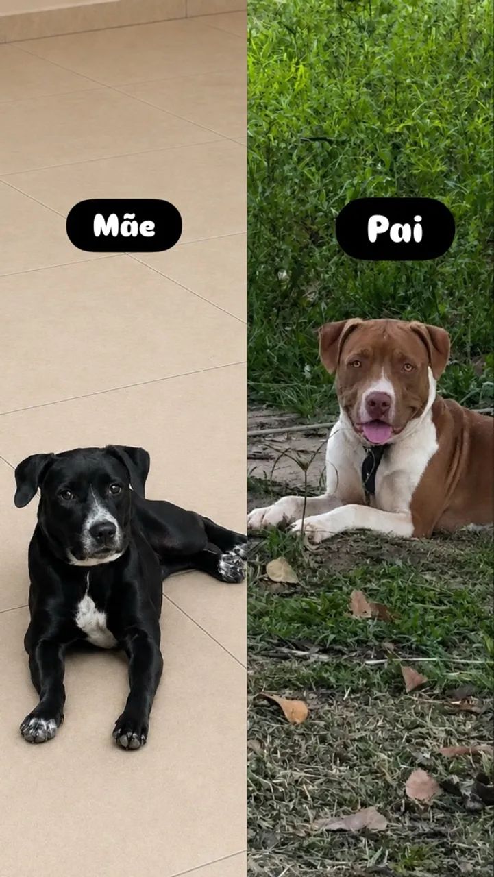 Adoção  - Foto 3