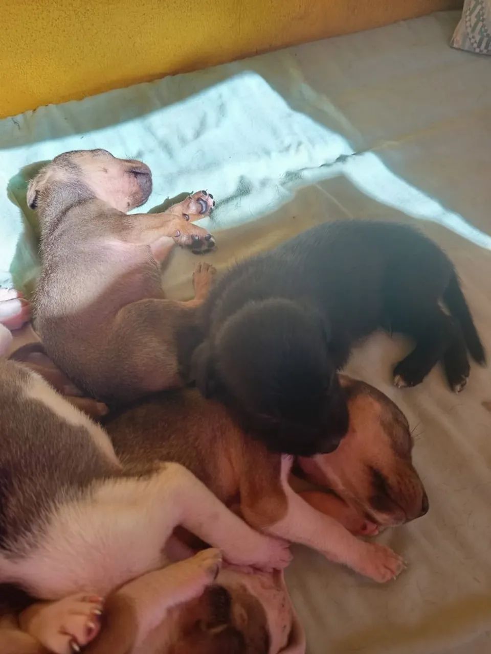 Filhotes de Pudelpointer  - Foto 4