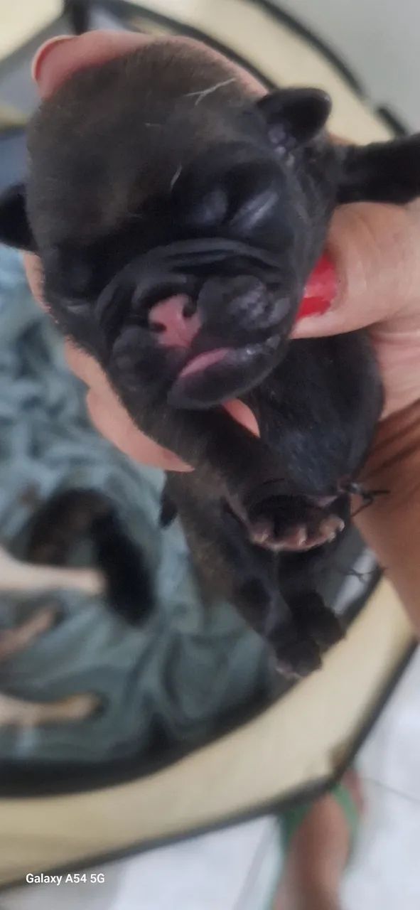 Filhotes pug - Foto 3