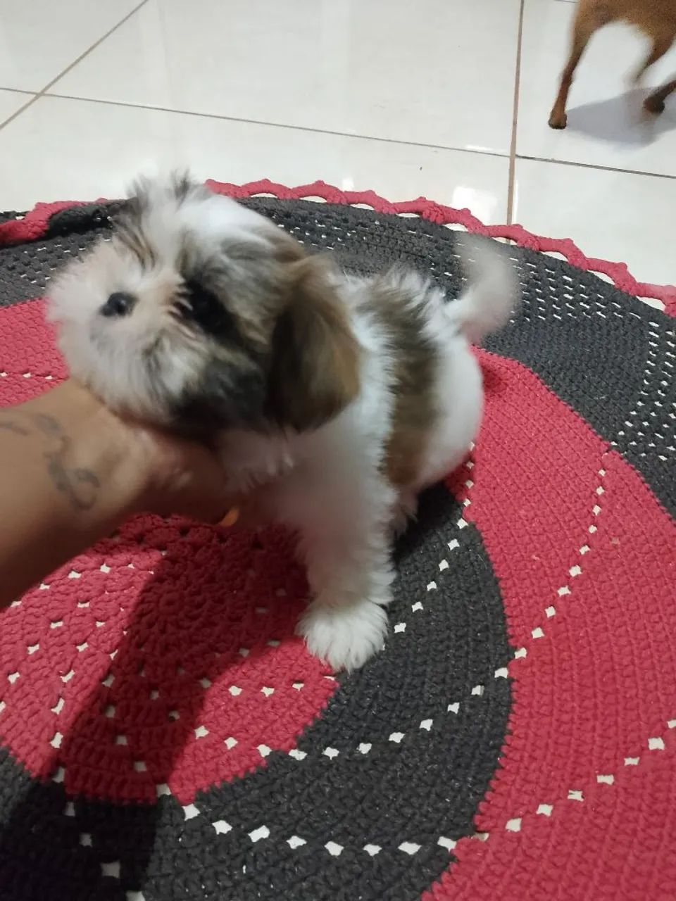 Pet - Foto 3