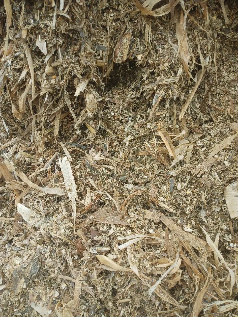 Silagem de milho ? - Foto 2